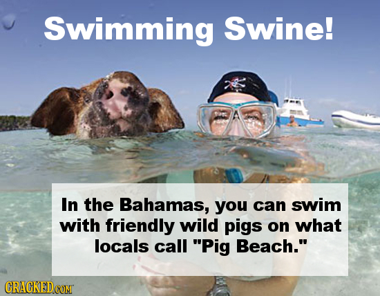 Swimming Swine! In the Bahamas, you can swim with friendly wild pigs on what locals call Pig Beach. CRACKEDCON 