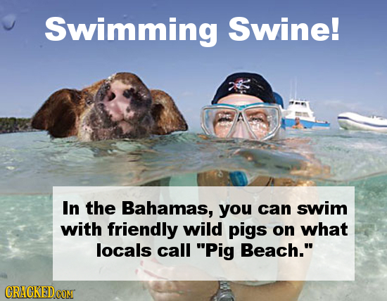 Swimming Swine! In the Bahamas, you can swim with friendly wild pigs on what locals call Pig Beach. CRACKEDCON