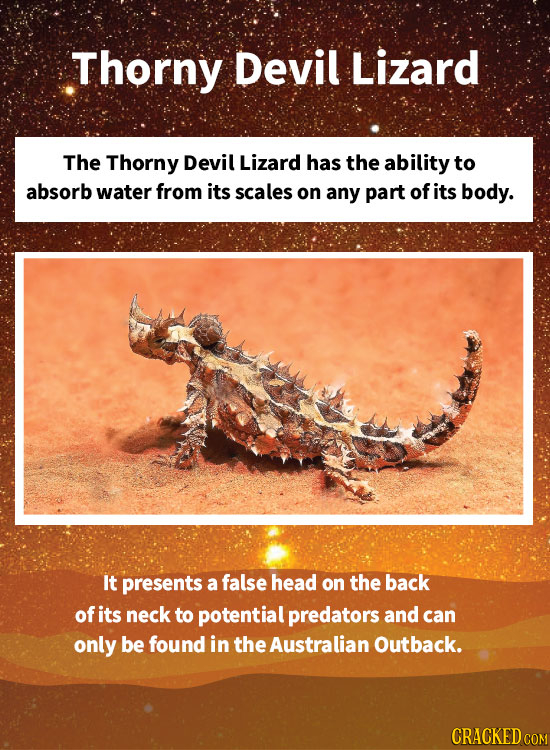Thorny Devil Lizard The Thorny Devil Lizard has the ability to absorb water from its scales on any part of its body. It presents a false head on the b