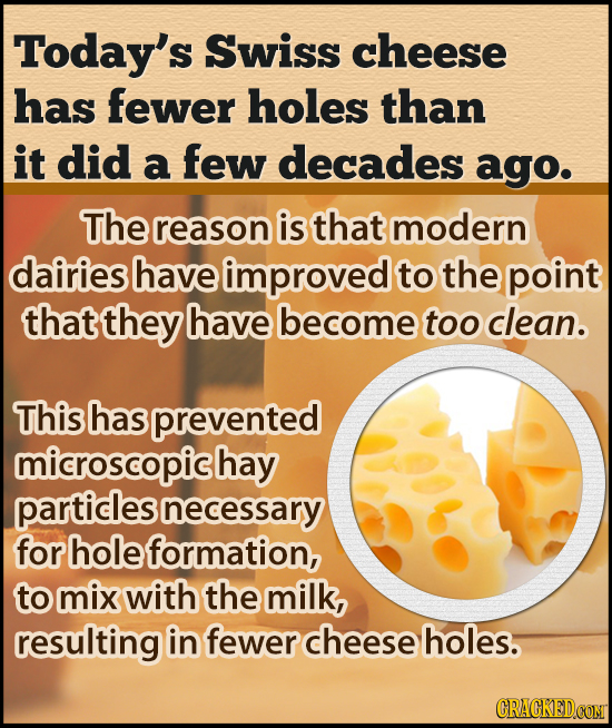 Today's Swiss cheese has fewer holes than it did a few decades ago. The reason is that modern dairies have improved to the point that they have become