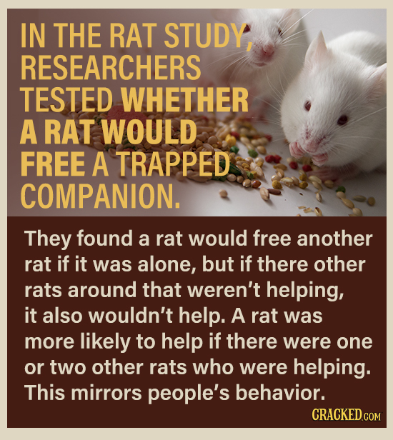 IN THE RAT STUDY, RESEARCHERS TESTED WHETHER A RAT WOULD FREE A TRAPPED COMPANION. They found a rat would free another rat if it was alone, but if the