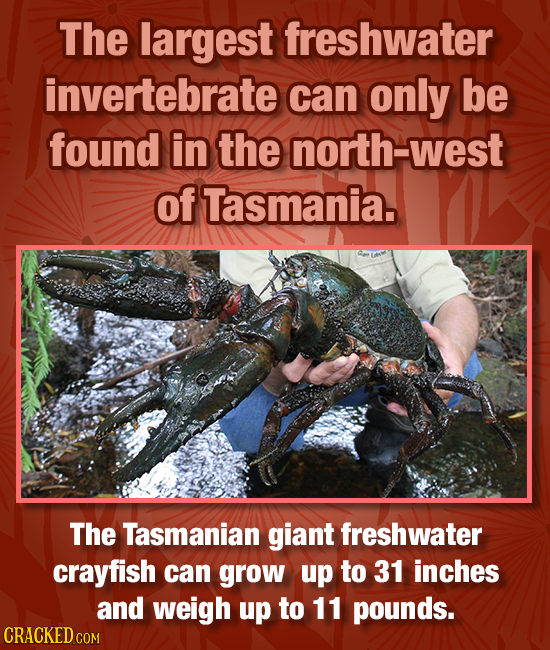 The largest freshwater invertebrate can only be found in the north-west of Tasmania. The Tasmanian giant freshwater crayfish can grow up to 31 inches