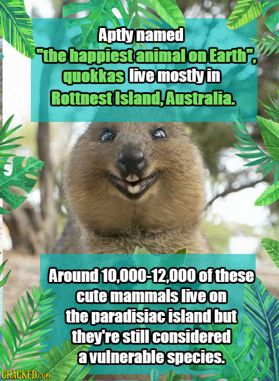 Aptly named the happiest animal on Earth. quokkas live mostly in Rottnestisland,Australia. Around 10,000-12,000 of these cute mammals live on the para