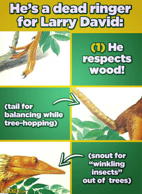He's a dead ringer for Larry David (1) He respects Wood! (tail for balancing while tree-hopping) (snout for winkling insects' out of trees) CRACKED