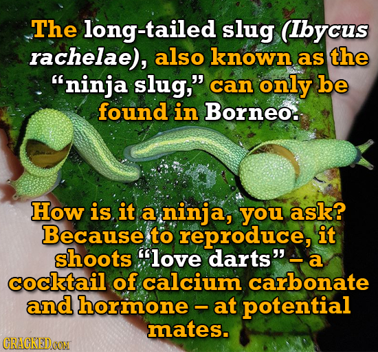 The long-tailed slug (Ibycus rachelae), also known as the 'ninja slug, can only be found in Borneo. How is it a ninja, you ask? Because to reproduce