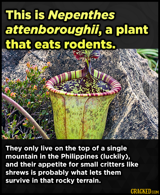 This is Nepenthes attenboroughii, a plant that eats rodents. They only live on the top of a single mountain in the Philippines (luckily), and their ap