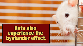 The Surprising Lesson Rats Can Teach Us About Human Behavior