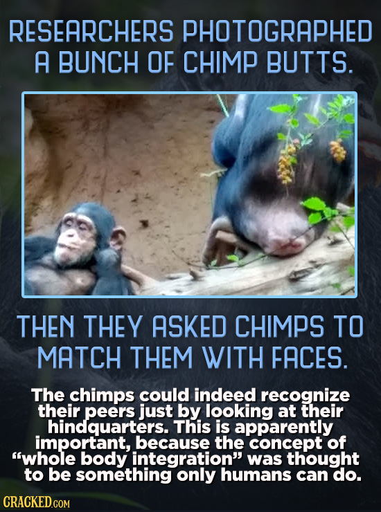 RESEARCHERS PHOTOGRAPHED A BUNCH OF CHIMP BUTTS. THEN THEY ASKED CHIMPS TO MATCH THEM WITH FACES. The chimps could indeed recognize their peers just b