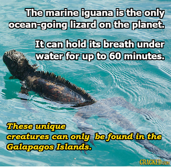 The marine iguana is the only ocean ocean-going lizard on the planet. It can hold its breath under water for up to 60 minutes. These unique creatures