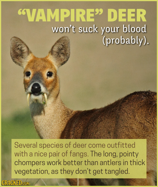 15 Creatures You'll Think (Or Wish) We Were Making Up