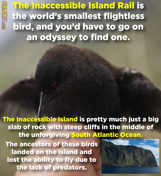 CRAGR The lnaccessible Island Rail is the world's smallest flightless bird, and you'd have to go on an odyssey to find one. The Inaccessible Island is