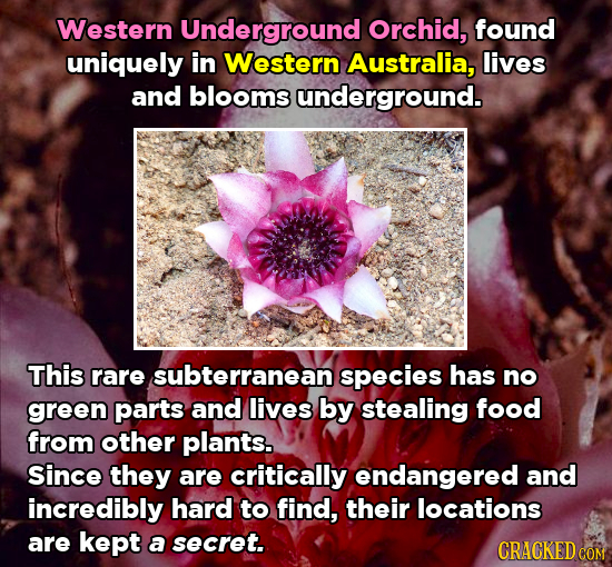 Western Underground Orchid, found uniquely in Western Australia, lives and blooms underground. This rare subterranean species has no green parts and l