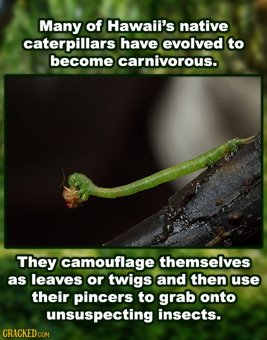 Many of Hawaii's native caterpillars have evolved to become carnivorous. They camouflage themselves as leaves or twigs and then use their pincers to g