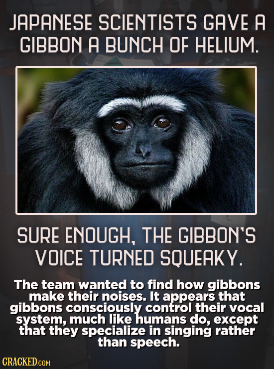 JAPANESE SCIENTISTS GAVE A GIBBON A BUNCH OF HELIUM. SURE ENOUGH, THE GIBBON'S VOICE TURNED SQUEAKY. The team wanted to find how gibbons make their no
