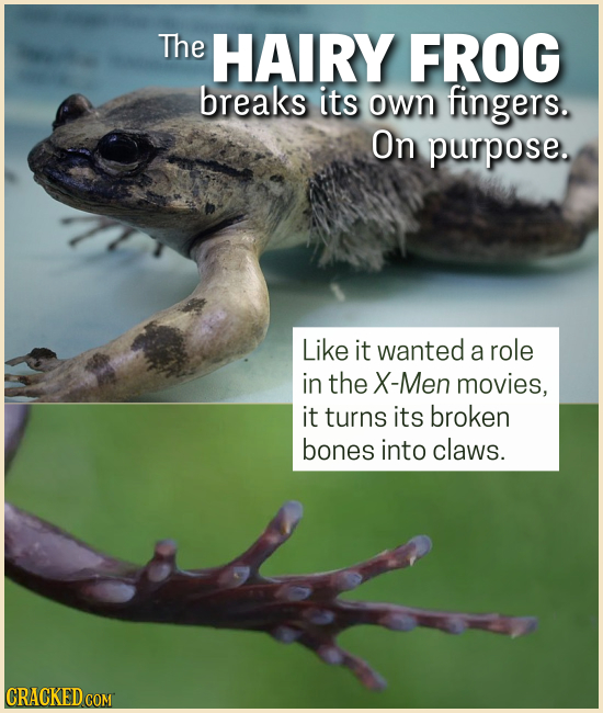 15 Creatures You'll Think (Or Wish) We Were Making Up