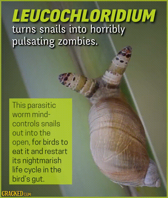 15 Creatures You'll Think (Or Wish) We Were Making Up