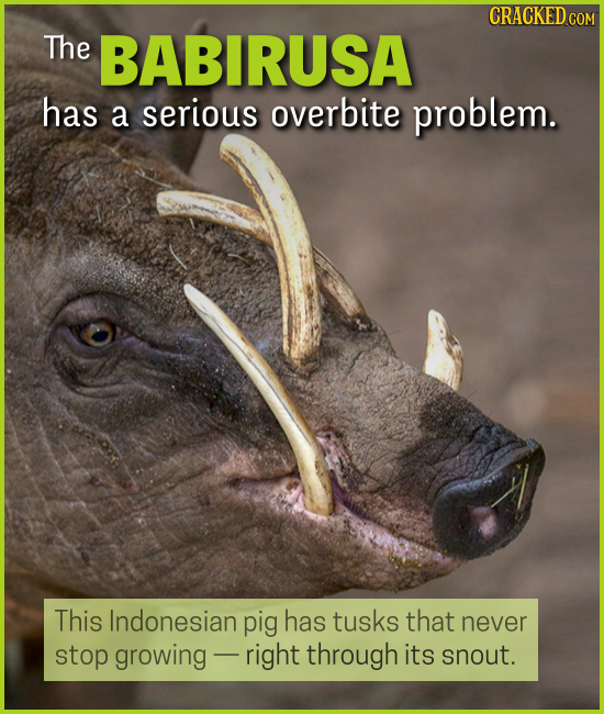 15 Creatures You'll Think (Or Wish) We Were Making Up