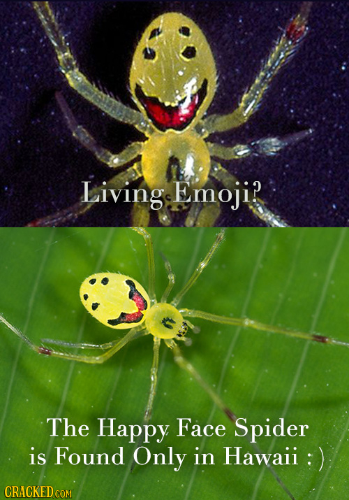 Living Emoji? The Happy Face Spider is Found Only in Hawaii : CRACKED COM