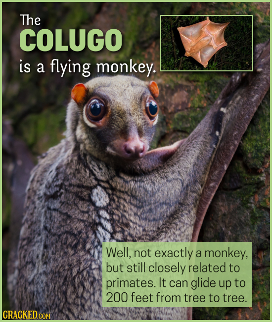 15 Creatures You'll Think (Or Wish) We Were Making Up