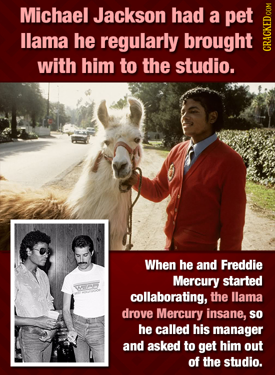 Michael Jackson had a pet llama he regularly brought cRauh with him to the studio. When he and Freddie Mercury started WF FNOLYIOOO collaborating, the