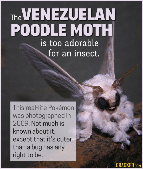 15 Creatures You'll Think (Or Wish) We Were Making Up