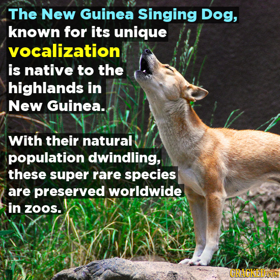 The New Guinea Singing Dog, known for its unique vocalization is native to the highlands in New Guinea.. With their natural population dwindling, thes