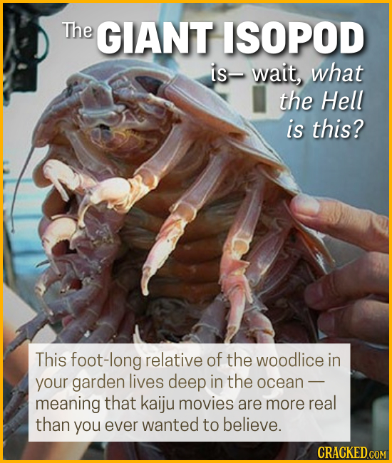 15 Creatures You'll Think (Or Wish) We Were Making Up