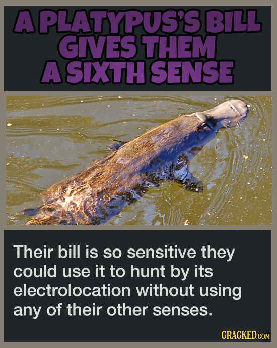 19 Animal Abilities That Will Make You Feel Inferior