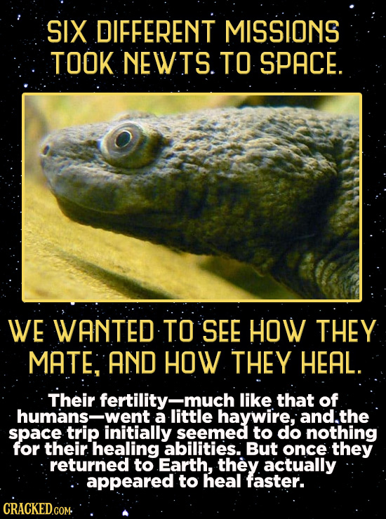 SIX DIFFERENT MISSIONS TOOK NEWTS. TO SPACE. WE WANTED TO SEE HOW THEY MATE; AND HOW THEY HEAL. Their fertility- -much like that of humans- went a lit