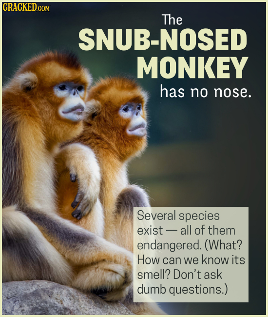 15 Creatures You'll Think (Or Wish) We Were Making Up