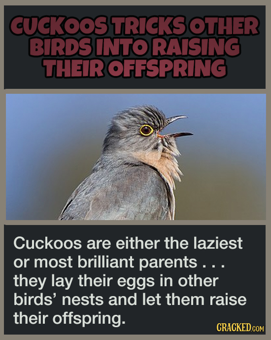 19 Animal Abilities That Will Make You Feel Inferior