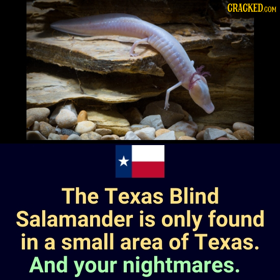 CRACKEDCO COM The Texas Blind Salamander is only found in a small area of Texas. And your nightmares. 