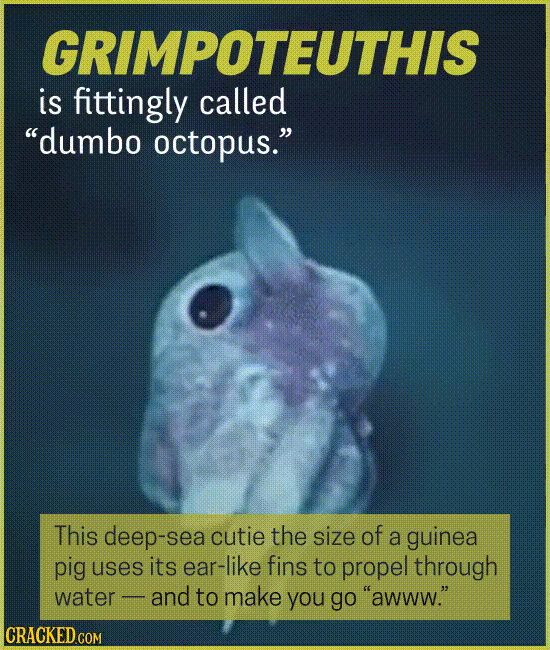 15 Creatures You'll Think (Or Wish) We Were Making Up