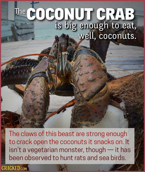 15 Creatures You'll Think (Or Wish) We Were Making Up