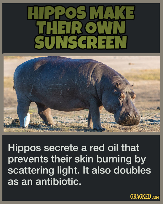 19 Animal Abilities That Will Make You Feel Inferior