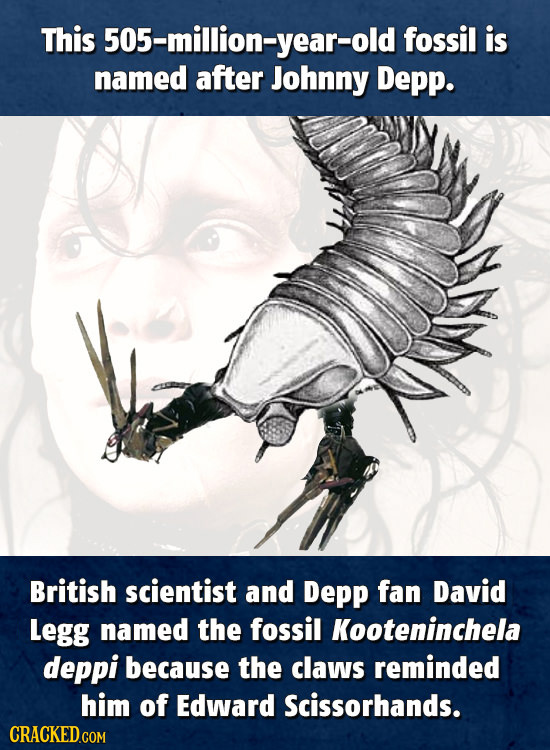 This 505-million-year-old fossil is named after Johnny Depp. British scientist and Depp fan David Legg named the fossil Kooteninchela deppi because th