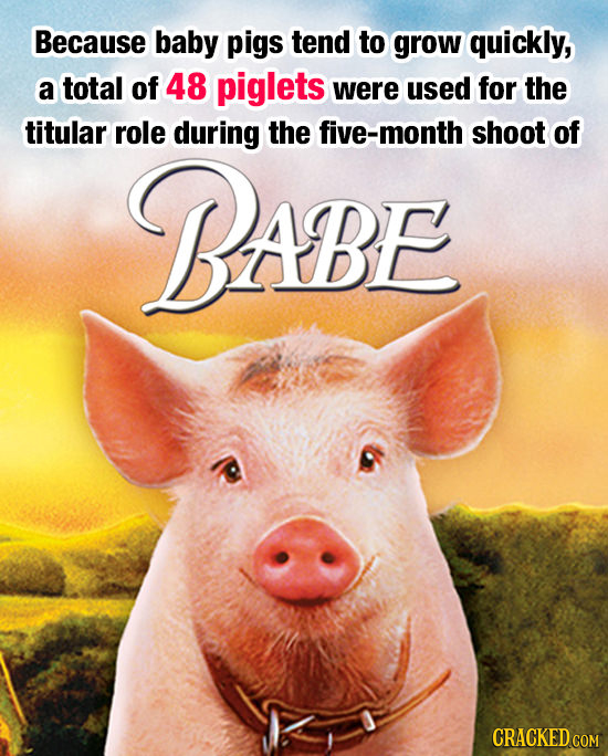 Because baby pigs tend to grow quickly, a total of 48 piglets were used for the titular role during the five-month shoot of BABE CRACKED COM