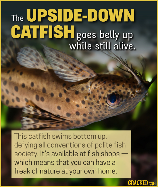 15 Creatures You'll Think (Or Wish) We Were Making Up