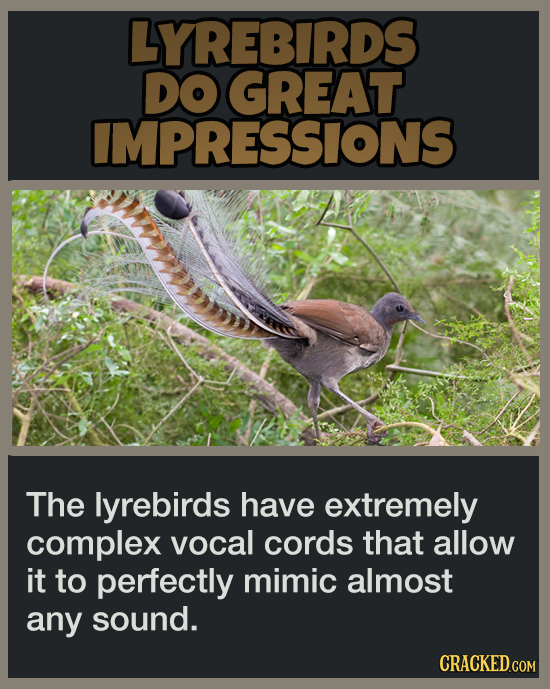 19 Animal Abilities That Will Make You Feel Inferior