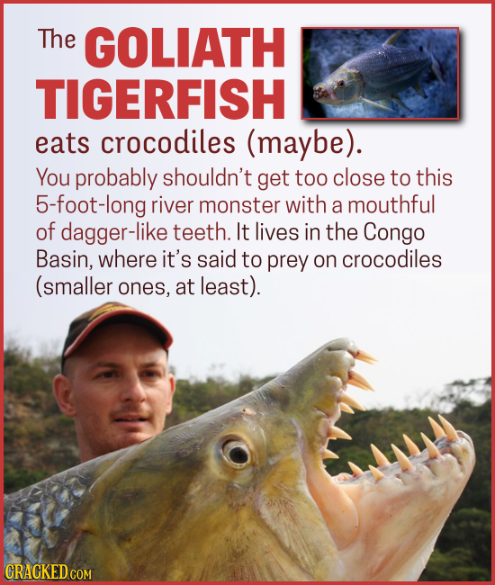 15 Creatures You'll Think (Or Wish) We Were Making Up