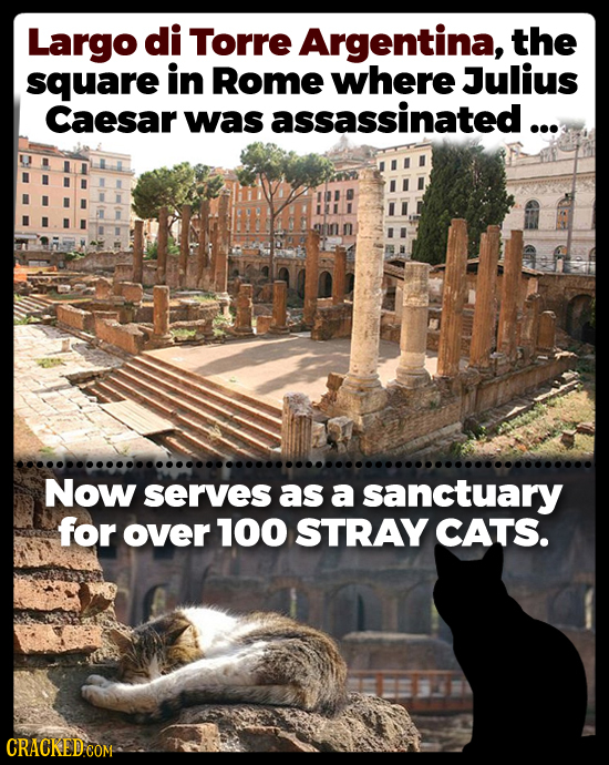 Largo di Torre Argentina, the square in Rome where Julius Caesar was assassinated ... Now serves as a sanctuary for over 100 STRAY CATS.