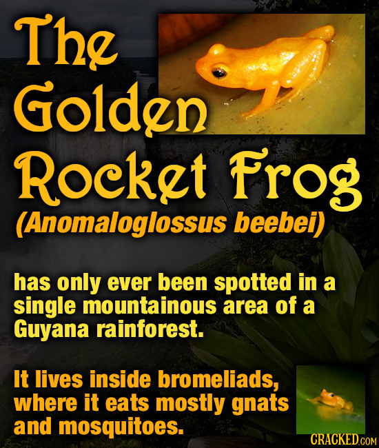 The Golden Rocket Frog (Anomaloglossus beebei) has only ever been spotted in a single mountainous area of a Guyana rainforest. It lives inside bromeli