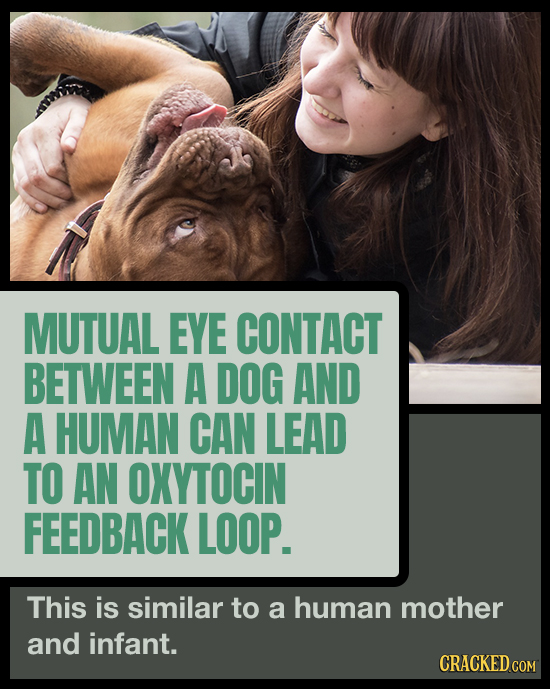 MUTUAL EYE CONTACT BETWEEN A DOG AND A HUMAN CAN LEAD TO AN OXYTOCIN FEEDBACK LOOP. This is similar to a human mother and infant. CRACKED COM 