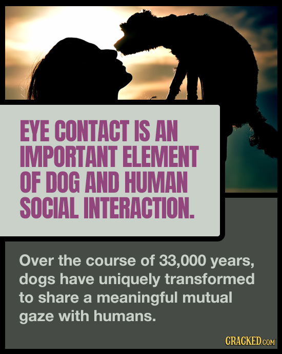 EYE CONTACT IS AN IMPORTANT ELEMENT OF DOG AND HUMAN SOCIAL INTERACTION. Over the course of 33,000 years, dogs have uniquely transformed to share a me