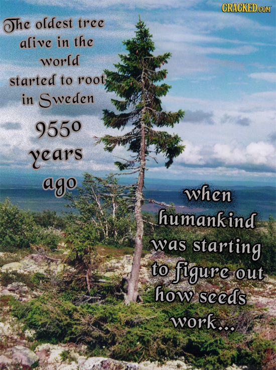 CRACKEDCO The oldest tree alive in the world started to root in Sweden 9550 years ago when humankind was starting to figure out how seeds work...