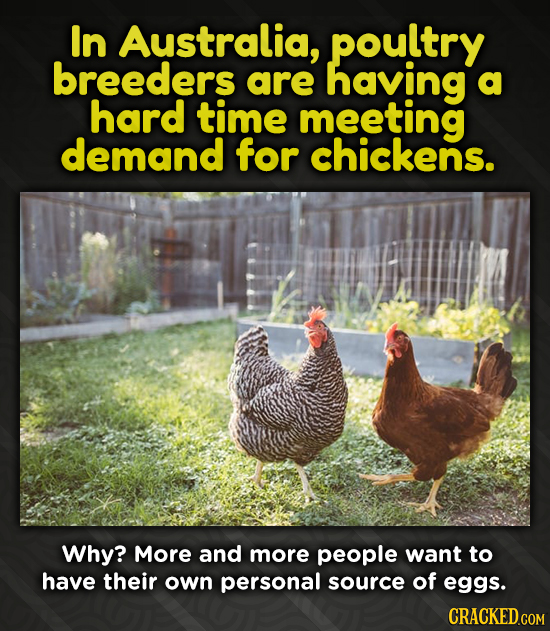 In Australia, poultry breeders are having a hard time meeting demand for chickens. Why? More and more people want to have their own personal source of