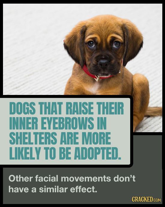 DOGS THAT RAISE THEIR INNER EYEBROWS IN SHELTERS ARE MORE LIKELY TO BE ADOPTED. Other facial movements don't have a similar effect. CRACKED COM