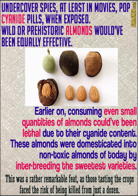 UNDERCOVER SPIES, AT LEAST IN MOVIES, POP CYANIDE PILLS, WHEN EXPOSED. WILD OR PREHISTORIC ALMONDS WOULD'VE CRAUN BEEN EQURLLY EFFECTIVE. Earlier on, 