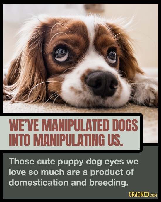WE'VE MANIPULATED DOGS INTO MANIPULATING US. Those cute puppy dog eyes we love SO much are a product of domestication and breeding. CRACKED COM