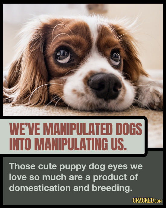 WE'VE MANIPULATED DOGS INTO MANIPULATING US. Those cute puppy dog eyes we love SO much are a product of domestication and breeding. CRACKED COM 